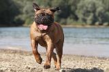 BULLMASTIFF 075